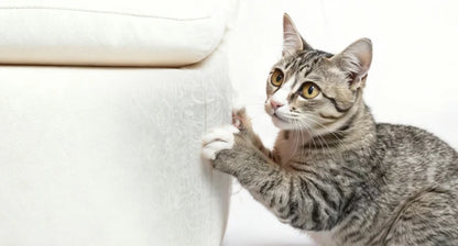Cardboard Cat Scratcher Pads 5 Pack