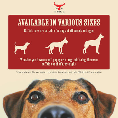 Buffalo Ears for Dogs 20 Pack | Natural Grass-Fed Dog Treats | Ultra Lean 2.5% Fat Dog Chews | Grain Free & Gluten Free | Long Lasting Dental Chew
